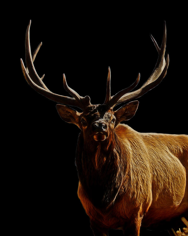 Bull Elk Digital Art Digital Art by Ernest Echols