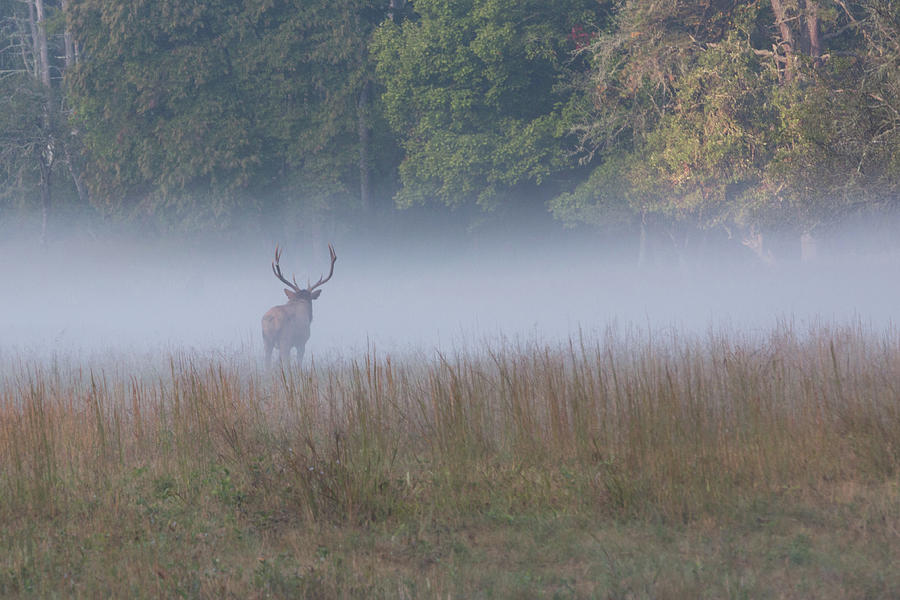 Bull Elk Disappearing in Fog - September 30 2016 Photograph by D K Wall