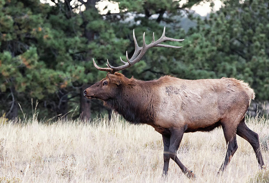 Bull Elk During Rut In Rocky Mountain National Park Photograph By 