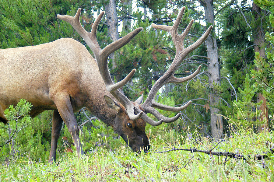 Bull Elk Eating in a Meadow Photograph by Gunther Allen