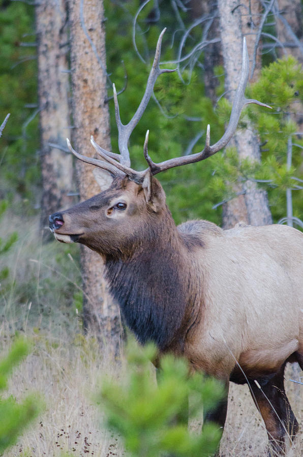 Wildlife Photograph - Bull Elk by Eric Stefanich