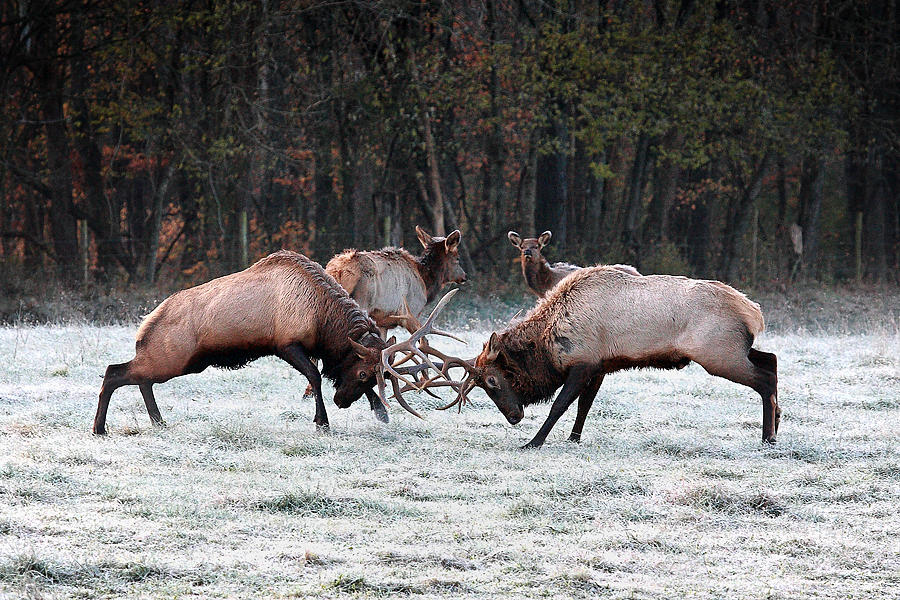 Bull Elk Fighting in Boxley Valley Photograph by Michael Dougherty