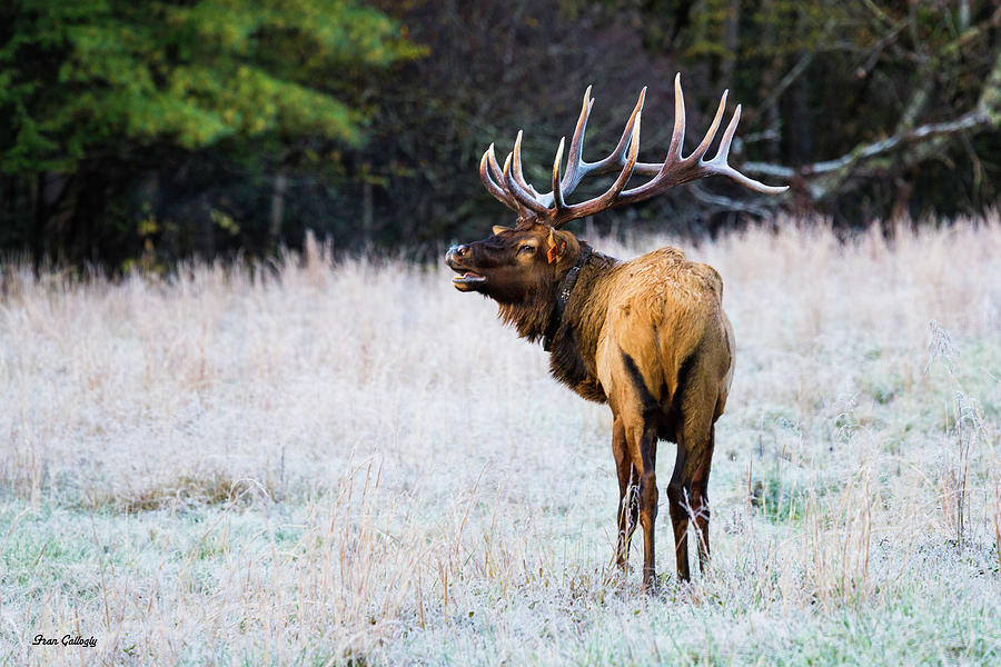 Bull Elk Photograph by Fran Gallogly
