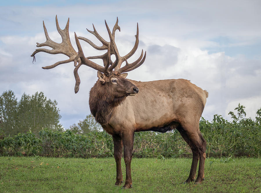 Bull elk full shot Photograph by Sandy Roe
