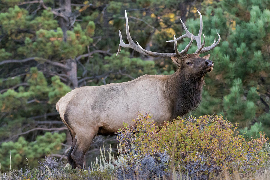 Bull Elk Photograph by Gary Lengyel | Fine Art America