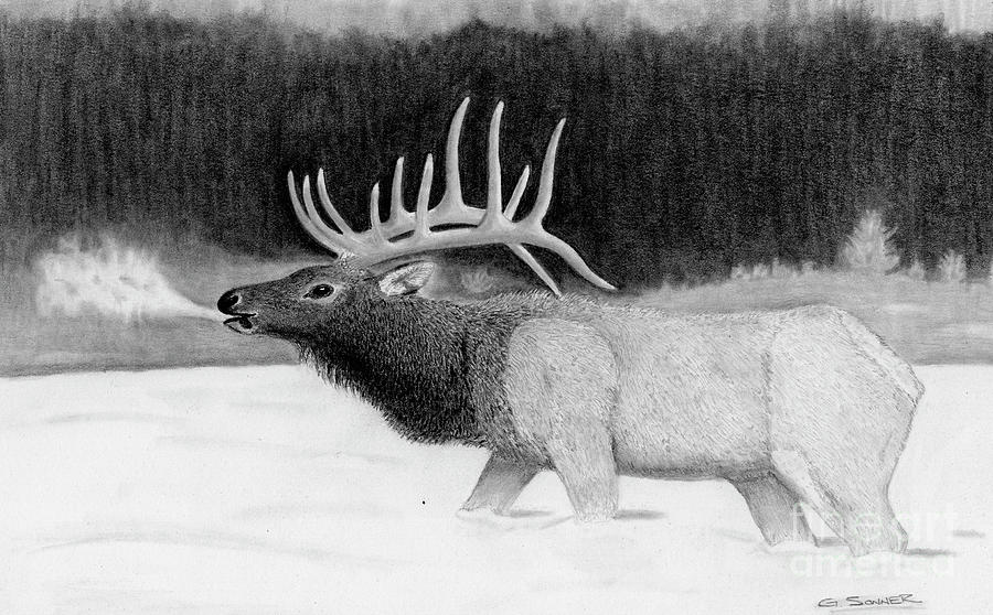 Bull Elk Drawing by George Sonner
