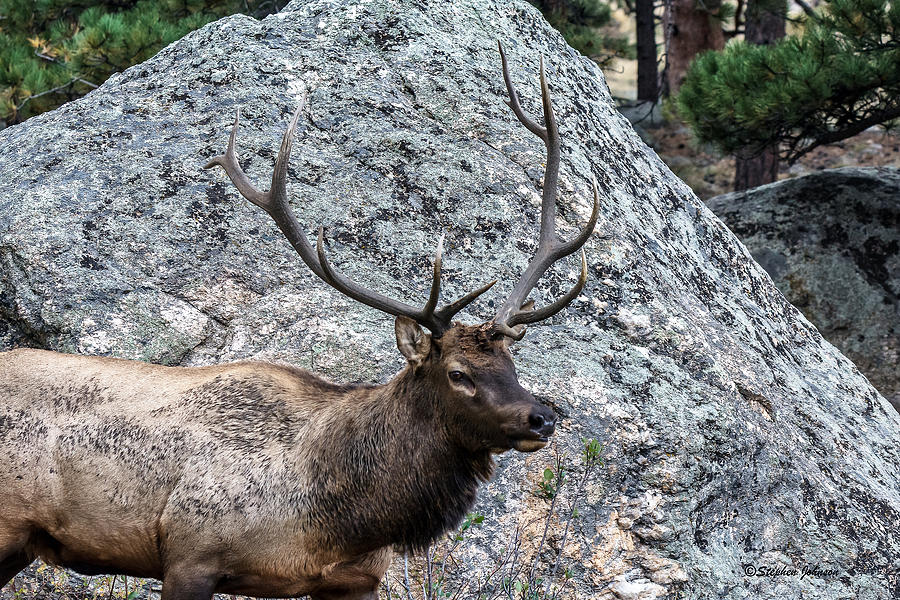 Bull Elk Granite Moss Rock Photograph by Stephen Johnson