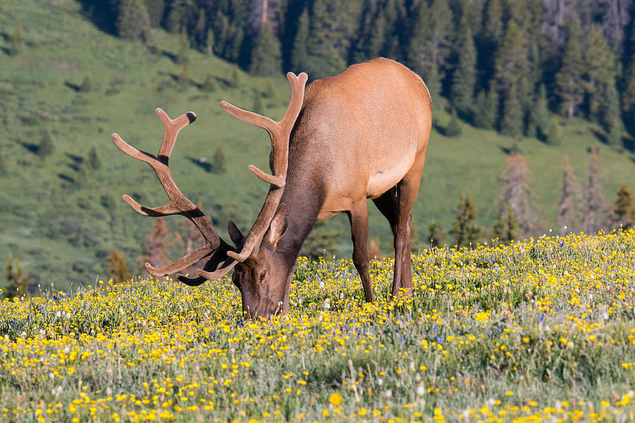Bull Elk Grazes on Bright Wildflowers Photograph by Tony Hake