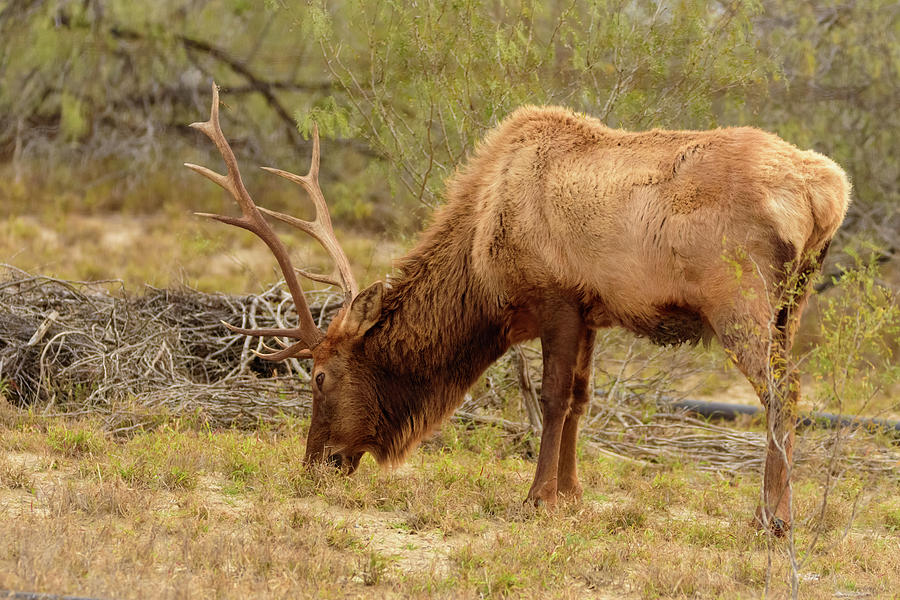 Bull Elk Grazing Photograph by Debra Martz