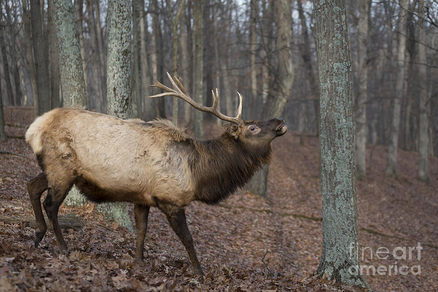 Bull Elk Hissing Photograph by Andrea Silies