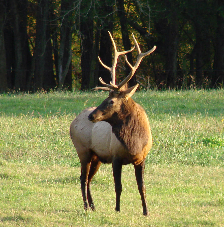 Animal Photograph - Bull Elk I by Mary Halpin