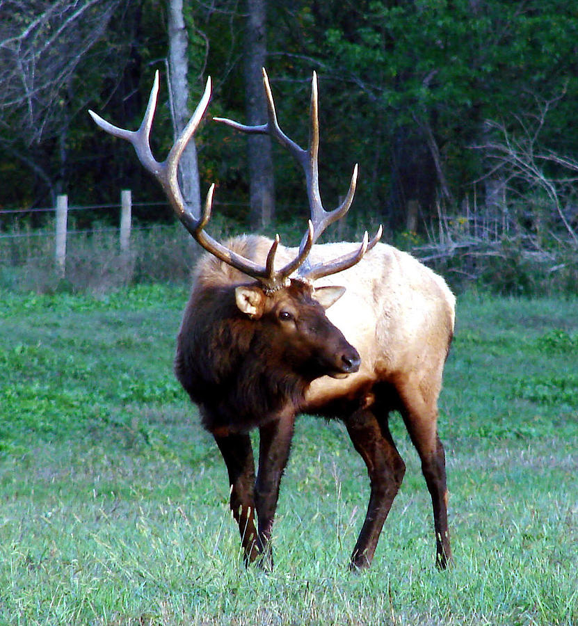 Bull Elk II Photograph by Mary Halpin