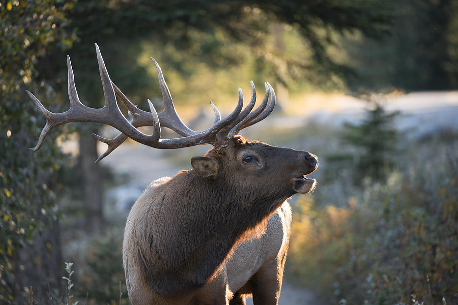 Bull Elk in Autumn Photograph by Bill Cubitt