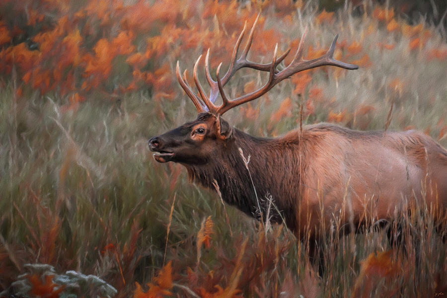 Bull Elk In Autumn Photograph by Jai Johnson