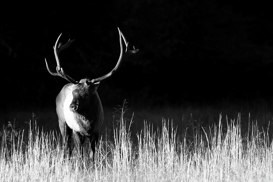 Bull Elk In Black And White Photograph by Carol Montoya