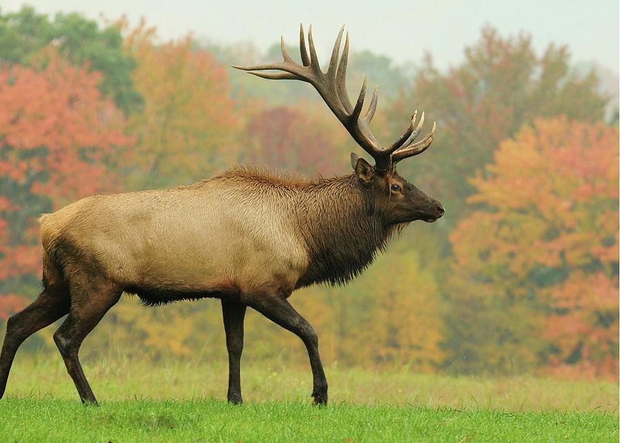 Bull Elk in Fall Scenery Photograph by Derek Stoner