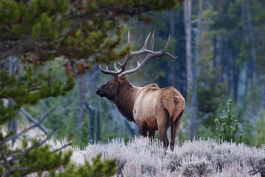 Bull Elk in Forest Photograph by Mark Miller