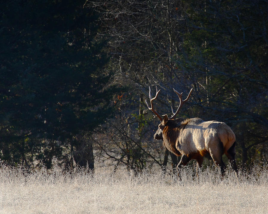 Bull Elk in Frost Photograph by Michael Dougherty