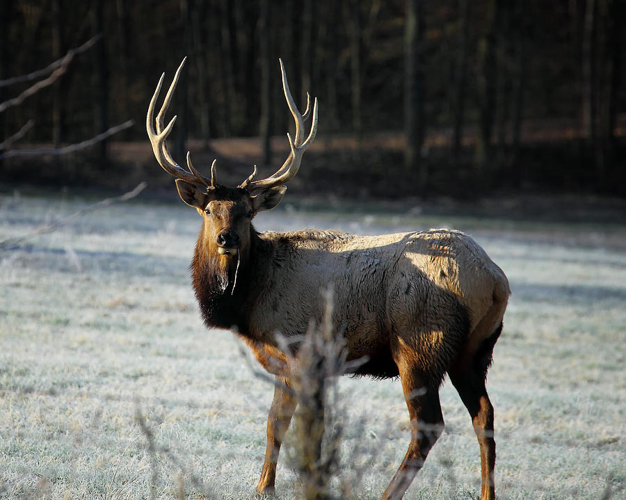 Bull Elk in Frosty Field Photograph by Michael Dougherty