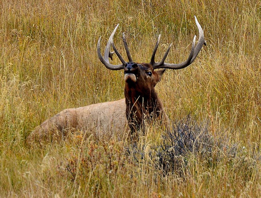 Bull elk in grassy meadow Photograph by Stacy Jenkins - Fine Art America