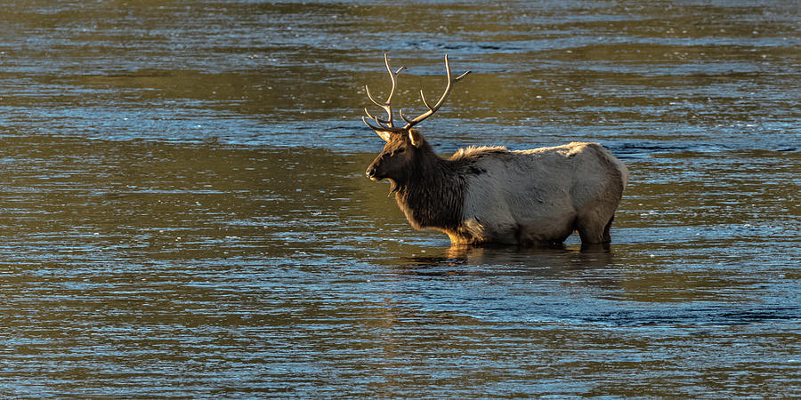 Bull Elk In Madison River Photograph by Yeates Photography