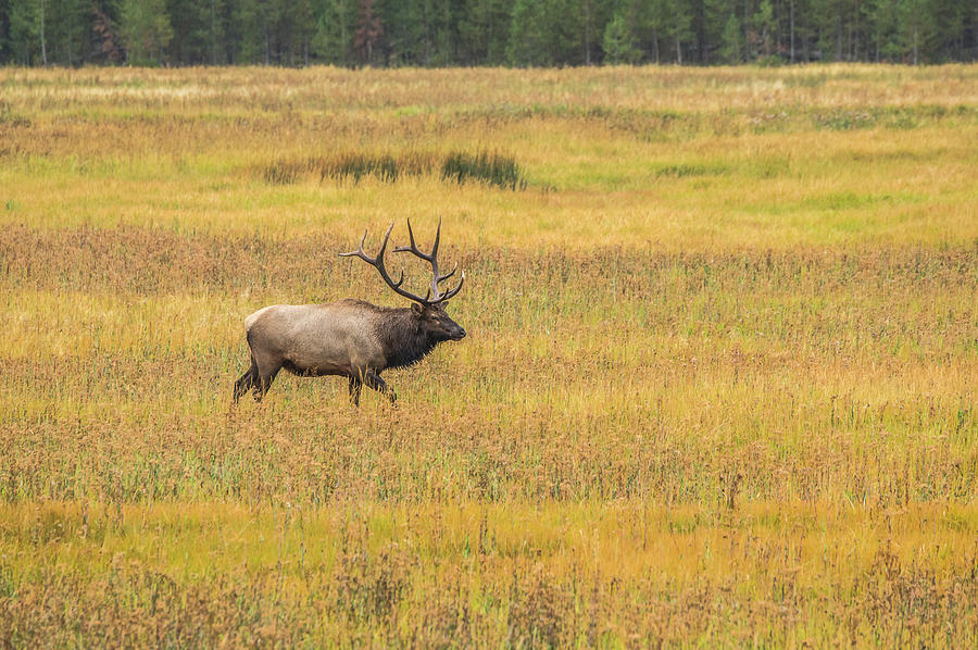 Bull Elk In Morning Rain Photograph by Yeates Photography