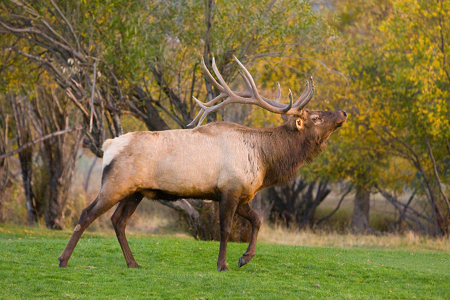 Bull Elk in Rutting Season Photograph by James BO Insogna