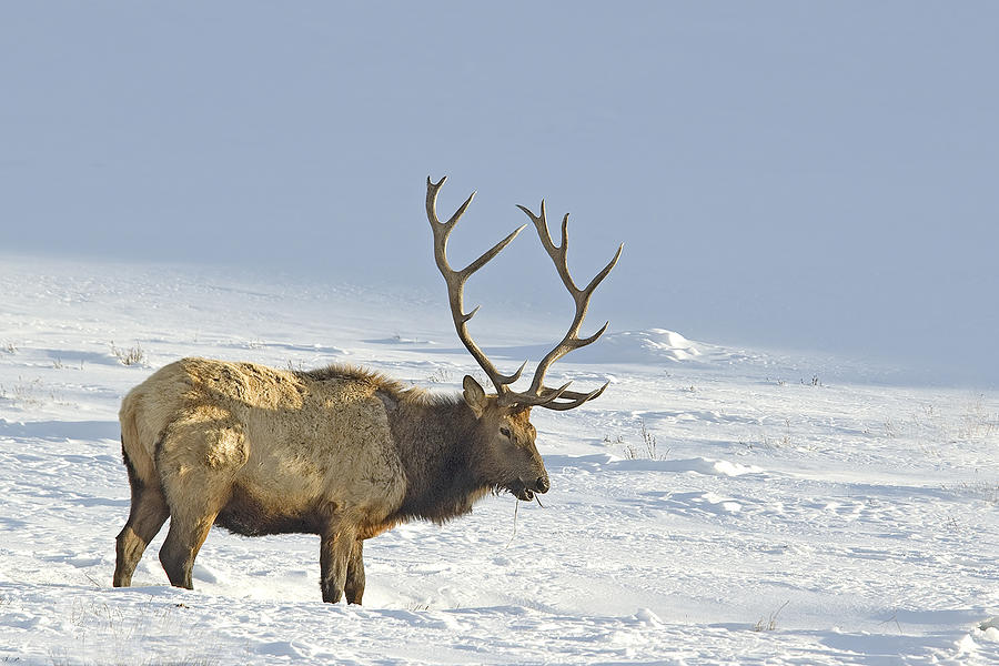 Bull Elk In Snow Photograph by Gary Beeler
