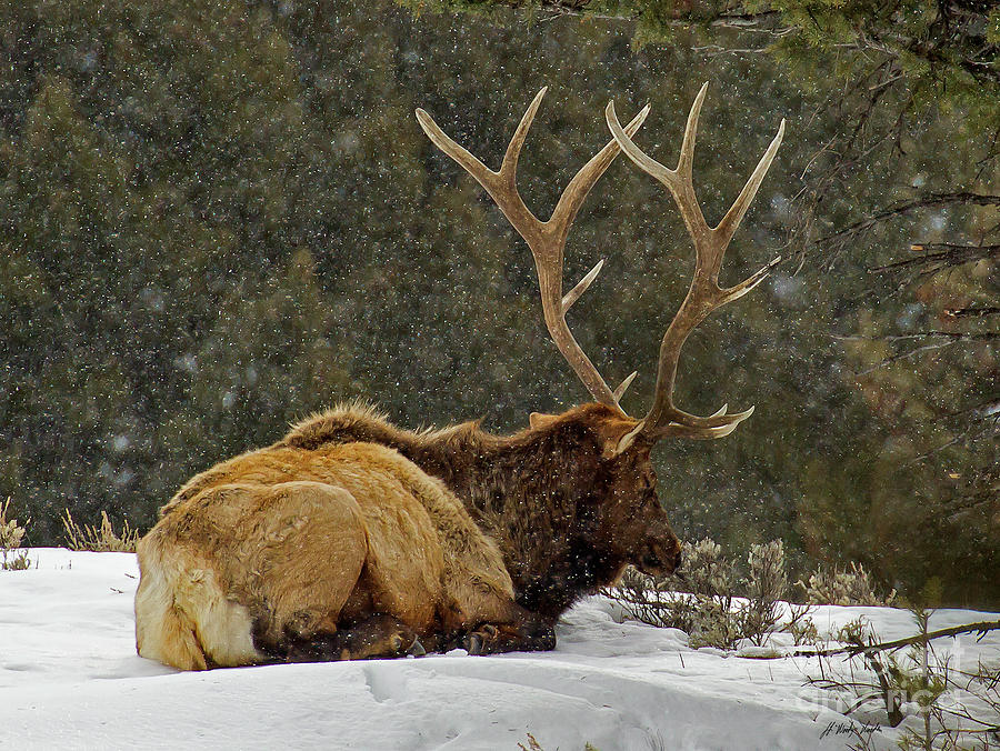 Bull Elk In Snow-Signed-#5738 Photograph by J L Woody Wooden