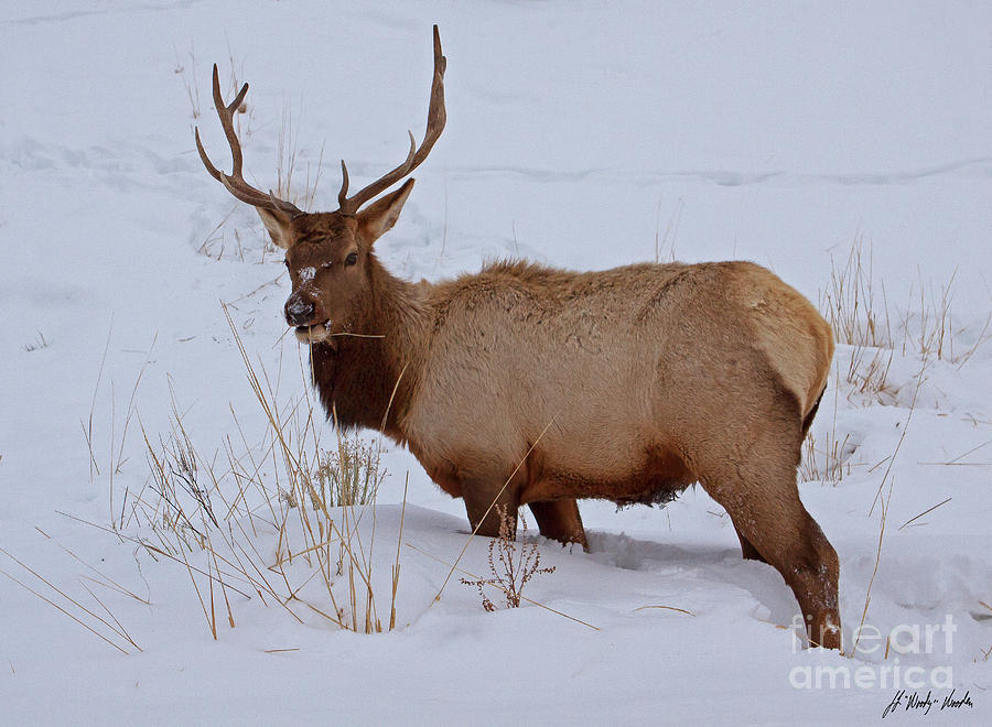 Bull Elk In Snow-Signed-#7277 Photograph by J L Woody Wooden