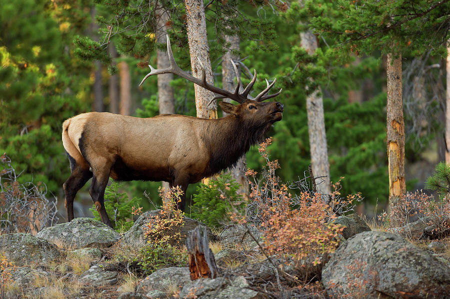 Bull Elk in the Fall Rut Photograph by Gary Langley