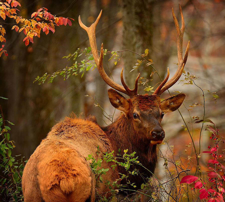 Bull Elk in the Forest Photograph by Bernadette Chiaramonte | Fine Art ...