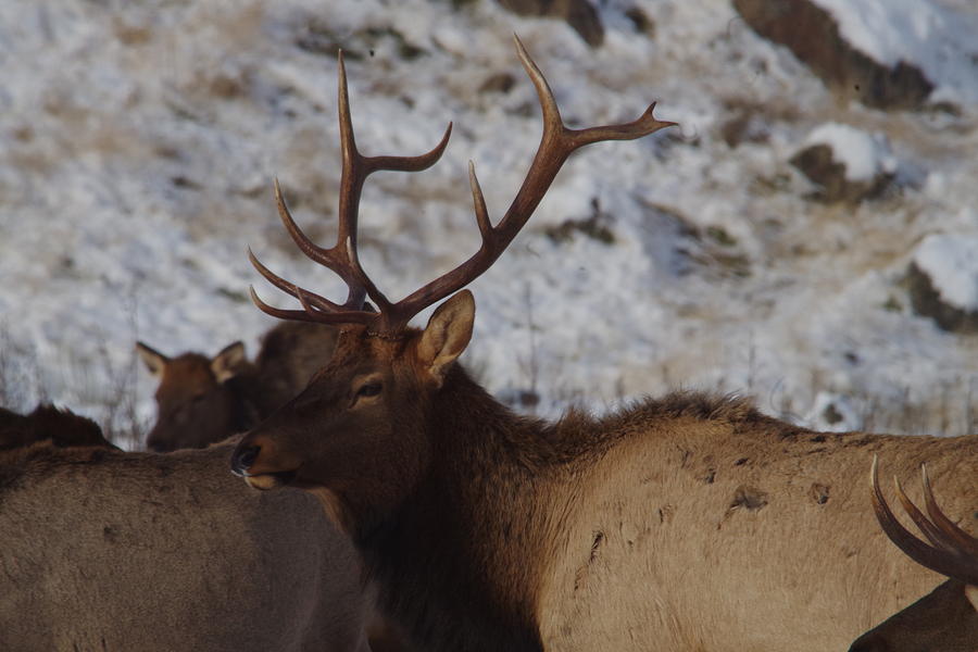 Bull Elk in the herd Photograph by Jeff Swan