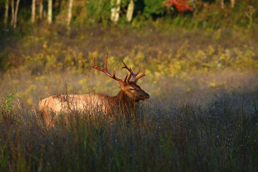 Animal Photograph - Bull Elk in the Morning Sun by James Jones