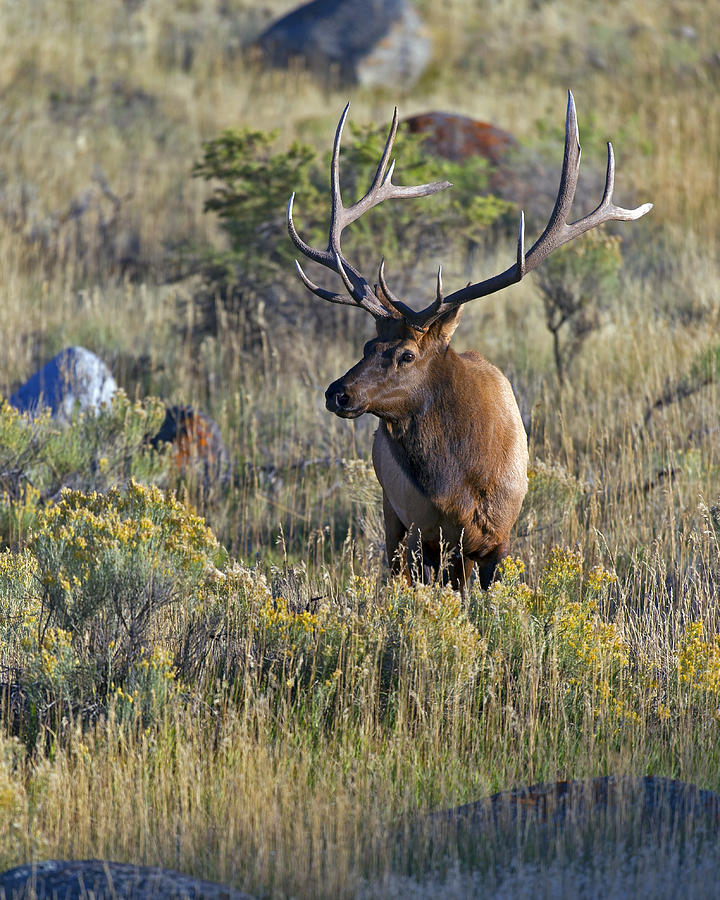 Bull Elk in the Sage Photograph by Gary Langley