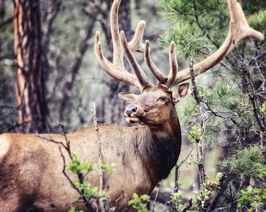Grand Canyon National Park Photograph - Bull Elk in the Woods at the Grand Canyon  by Lisa R
