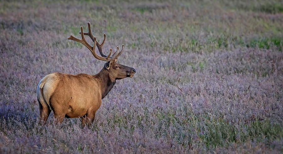 Bull Elk In Velvet Photograph by Wes and Dotty Weber