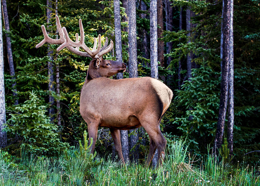 Bull Elk in Velvet Photograph by Dawn Key