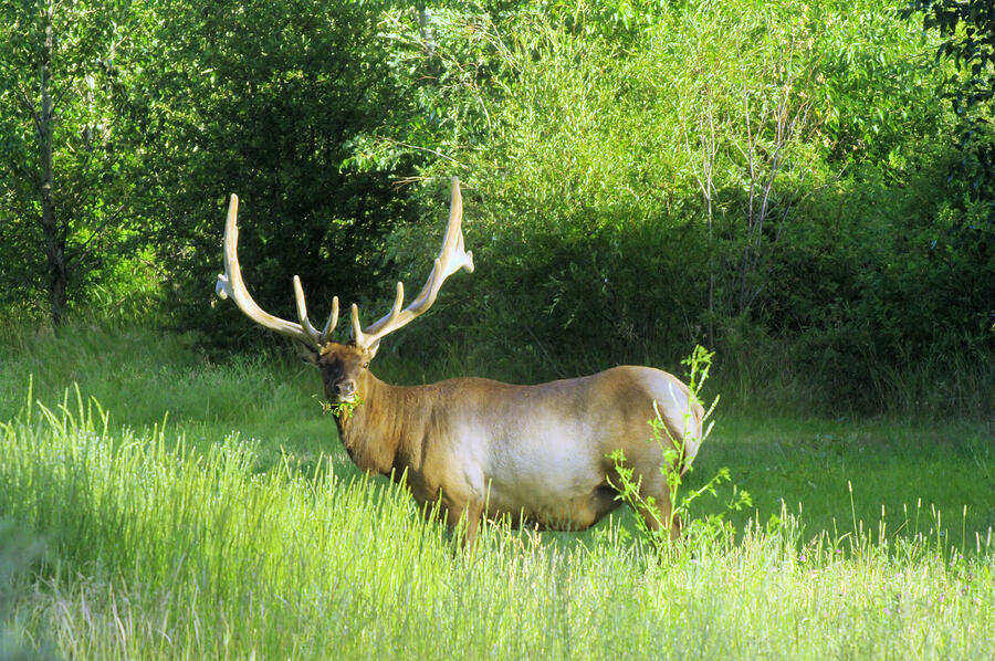 Bull Elk In Velvet Photograph