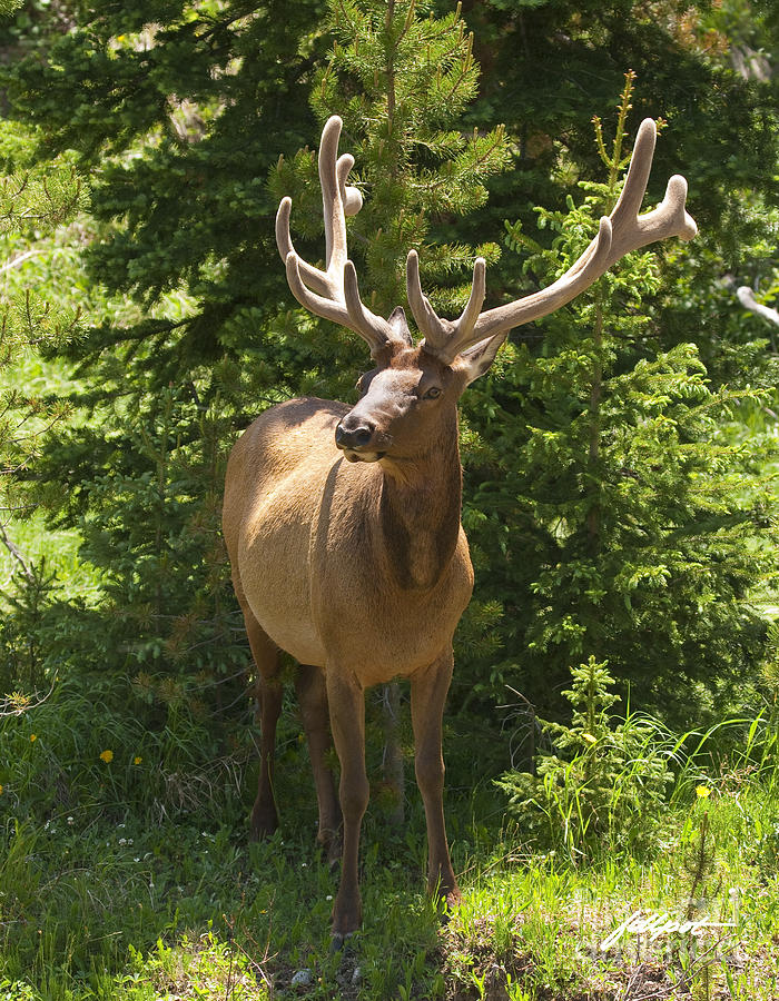 Rocky Mountain National Park Photograph - Bull Elk in Velvet by Bon and Jim Fillpot