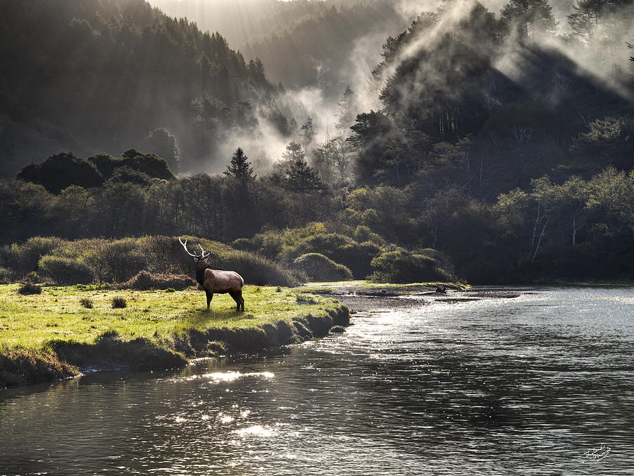 Bull Elk in Wilderness by Leland D Howard Bull Elk in Wilderness by Leland D Howard
