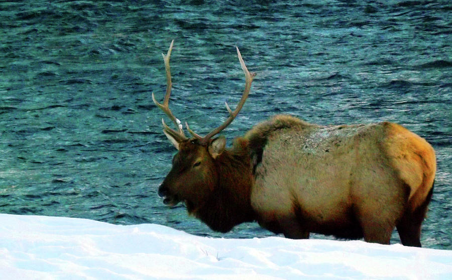 Bull Elk in Winter Photograph by C Sitton