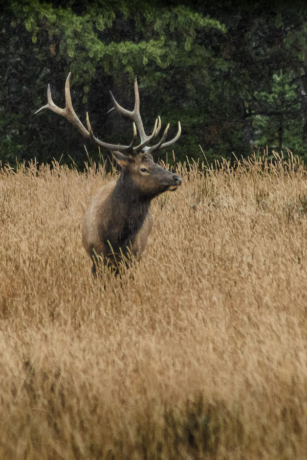 Bull Elk in Yellowstone Photograph by Greni Graph