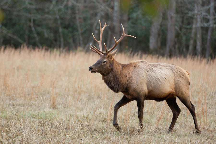 Bull Elk Photograph by Jack Nevitt