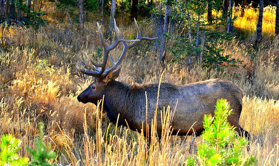 Bull Elk Photograph by James Boone - Fine Art America