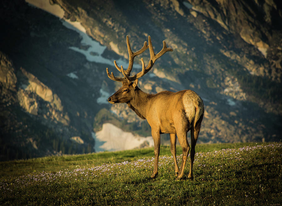 Bull Elk Photograph by Janis Connell