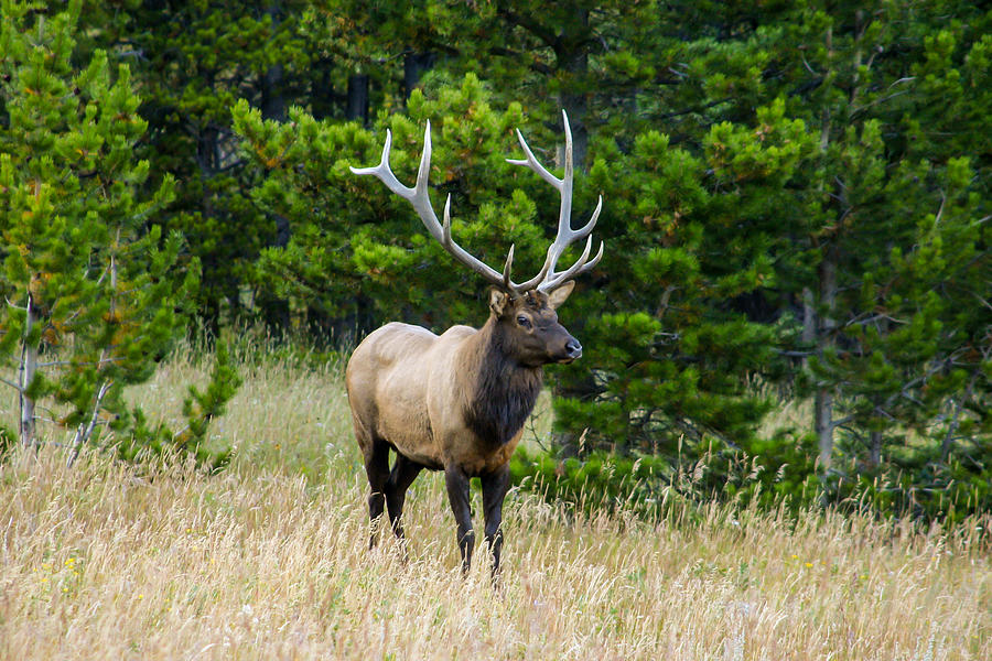 Bull Elk Photograph by Jay Stockhaus