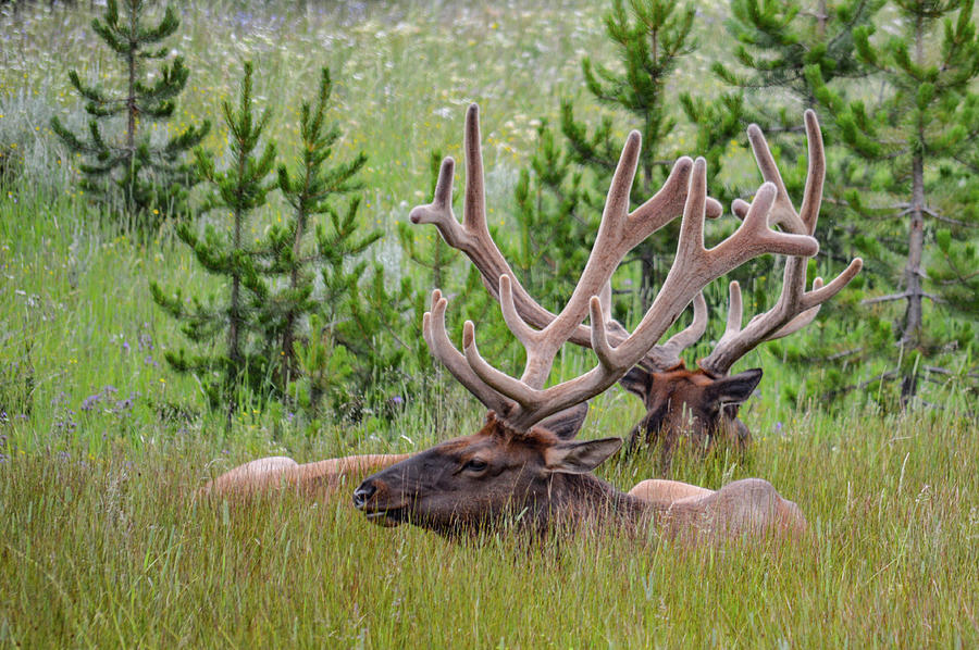 Bull Elk Photograph by Jessie Eckroad