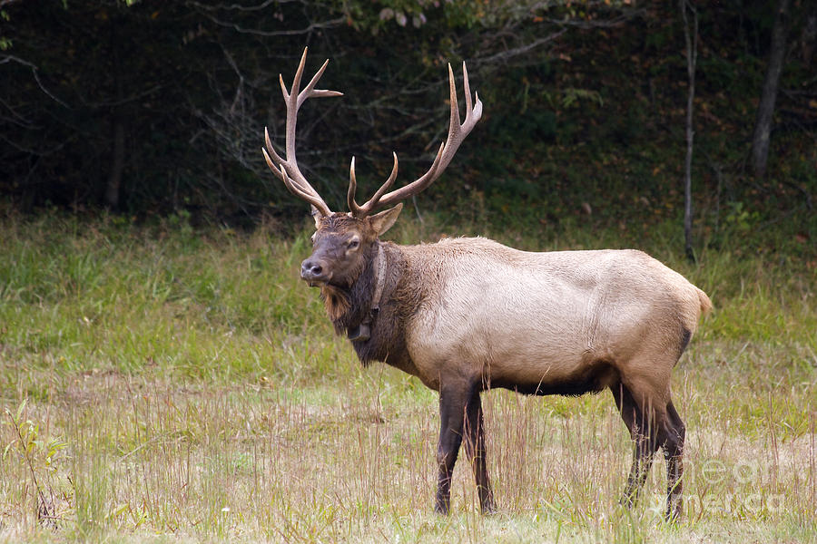 Bull Elk Photograph by Jill Lang
