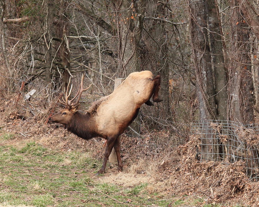 Bull Elk Jumping Fence Photograph by Michael Dougherty
